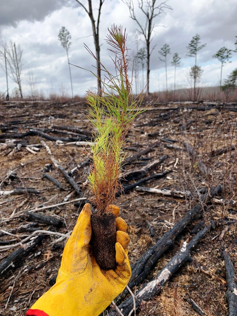 nature_TN's tweet image. Great news! Recently, we partnered with @greenforestsw and @arborday to plant 75,000 shortleaf pine plugs over two days in portions of our Bridgestone Nature Reserve at Chestnut Mountain that had been previously clear cut.