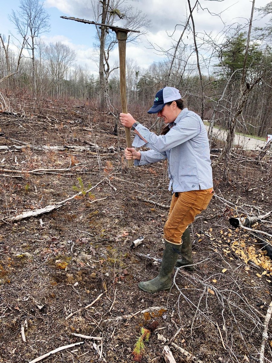 nature_TN's tweet image. Great news! Recently, we partnered with @greenforestsw and @arborday to plant 75,000 shortleaf pine plugs over two days in portions of our Bridgestone Nature Reserve at Chestnut Mountain that had been previously clear cut.