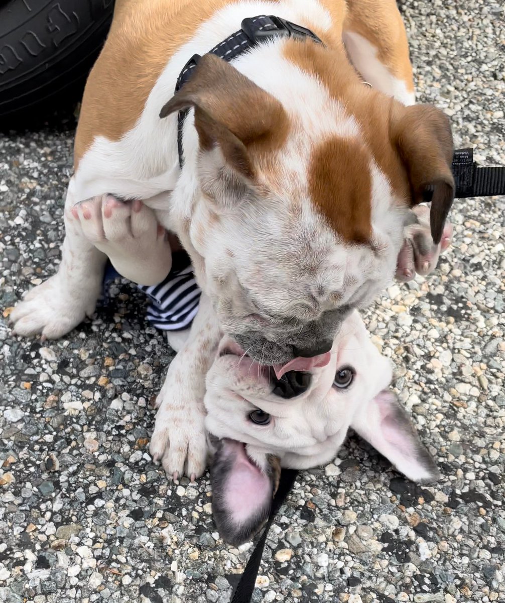 My sister and I had a playdate yesterday. When we were born, our litter was named "Schitt's Creek." We are formerly known as Alexis and David Rose.  I know I know, "Ew, David."  #SchittsCreek #yale