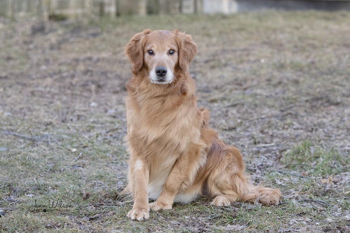 PoundDog911's tweet photo. Name: Malcolm
ID # PDR678
Age: 8 years
Gender: male
Neutered: yes
UTD vaccines: yes
Breed: Golden Retriever
Colours: red
Coat length: long
House trained: yes
Special needs: blind
OK with kids: older
OK with cats: yes
Ok with dogs: yes
Microchip: yes
Size: large
Adoption fee: $450 https://t.co/SO51LO2f3J