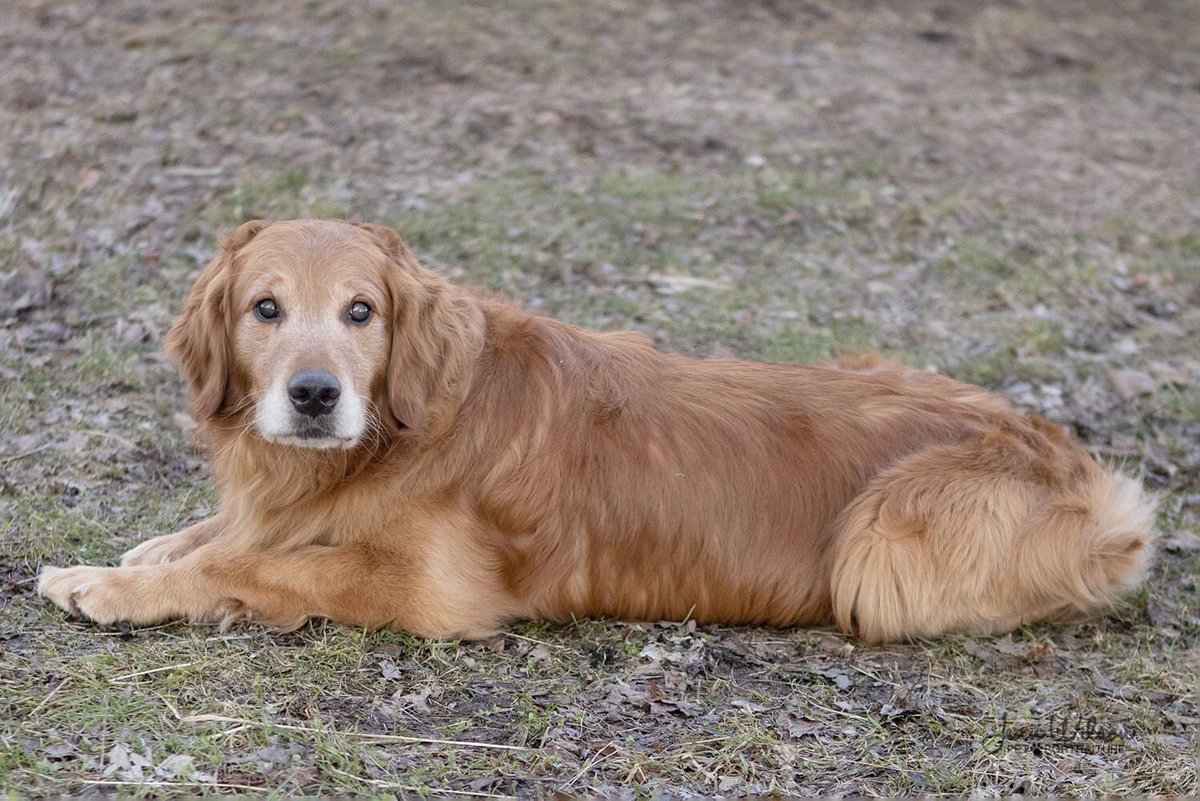 PoundDog911's tweet photo. Name: Malcolm
ID # PDR678
Age: 8 years
Gender: male
Neutered: yes
UTD vaccines: yes
Breed: Golden Retriever
Colours: red
Coat length: long
House trained: yes
Special needs: blind
OK with kids: older
OK with cats: yes
Ok with dogs: yes
Microchip: yes
Size: large
Adoption fee: $450 https://t.co/SO51LO2f3J