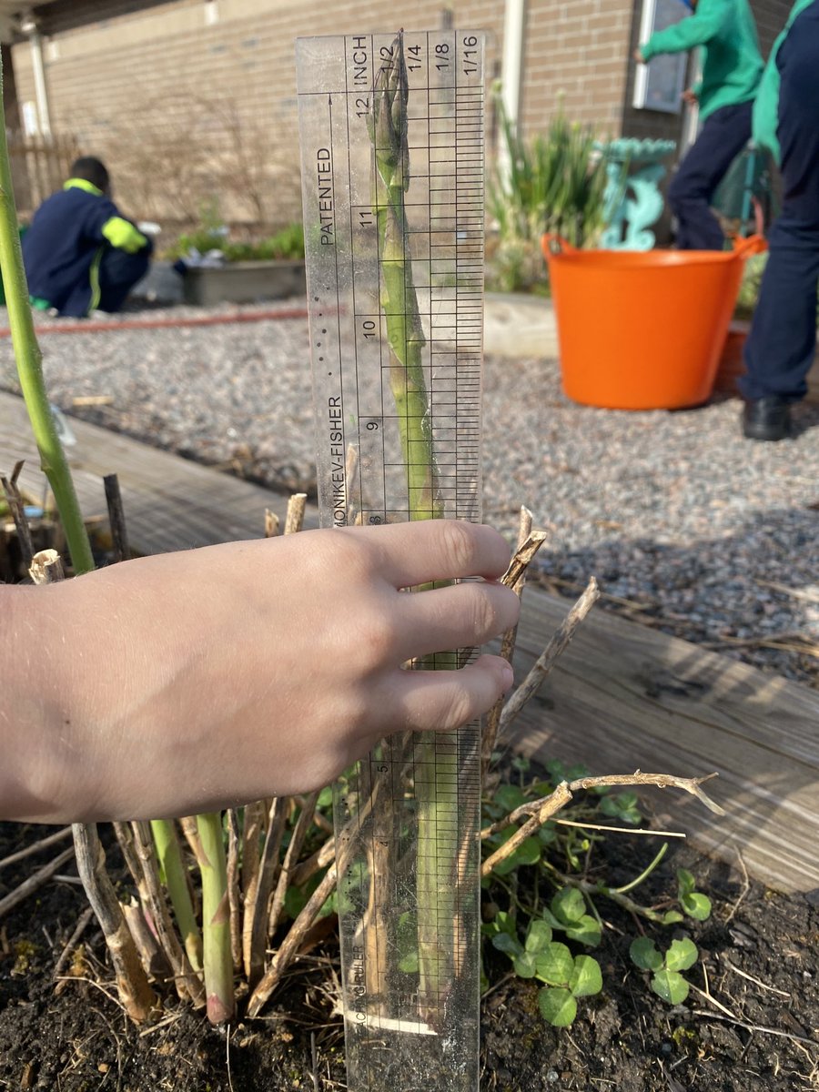 marietculver's tweet photo. Measuring the asparagus in the #CommunityGardenSeatack 🌱 with the #GardenBreakfastClub #seatackdreamers ⁦@SeatackAADA⁩ #MathIntegration ⁦@vbmathjohanna⁩ ⁦@banwareetaylor⁩ 📏 ☀️ #DataCollection ⁦@RyanFoster25⁩ #ScienceMatters https://t.co/6XvvL0r2Ja