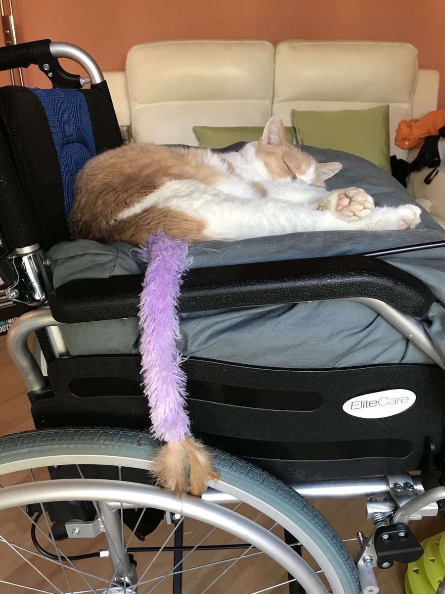 Theo_Top_Cat's tweet photo. I have a nice sleep on my new bed, then wake up to find my tail has turned purple 🙀 https://t.co/u4aPKmivJ9