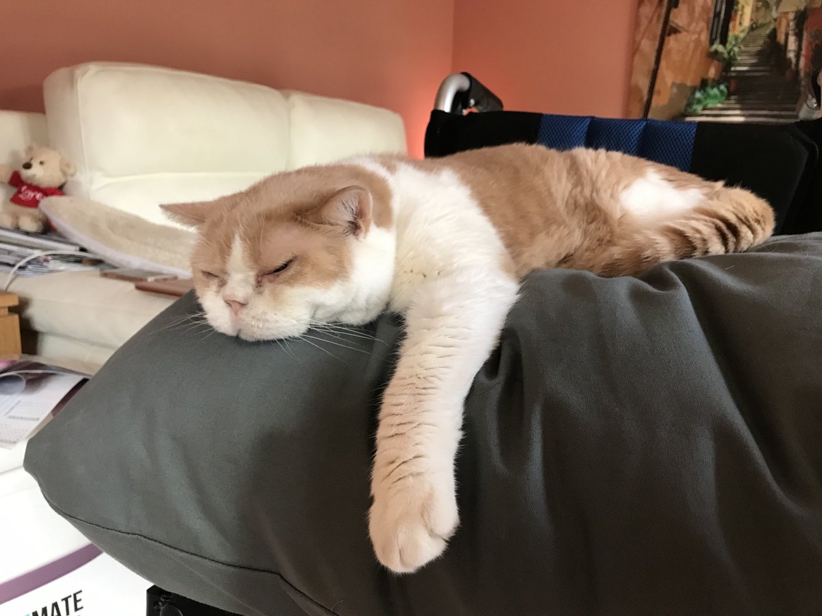 Theo_Top_Cat's tweet photo. I’m very happy with my new bed 😺 https://t.co/2PYALWxpII