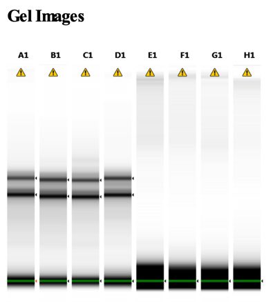 gabe_runte's tweet photo. @mixotrophe @caroline__daws @mykophile @LauraBogar Yup, here is our TapeStation image of Qiagen (A-D) vs Zymo (E-H) from a year ago when comparing kits. https://t.co/OK8XXjYno2