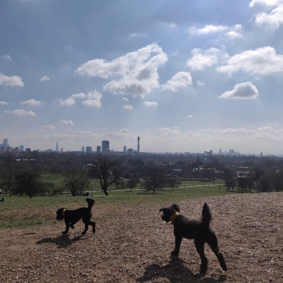 HHinLDN's tweet photo. Fabulous view ! #London #Dogwalking #SpringinourStep https://t.co/a3iTrR0s8a