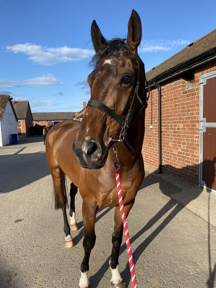 FrankiePullar's tweet photo. Check It Out after winning at @LudlowRaceClub today. I totally love this horse ❤️ #checkitout #ludlow #winner https://t.co/O8WcG75RRg