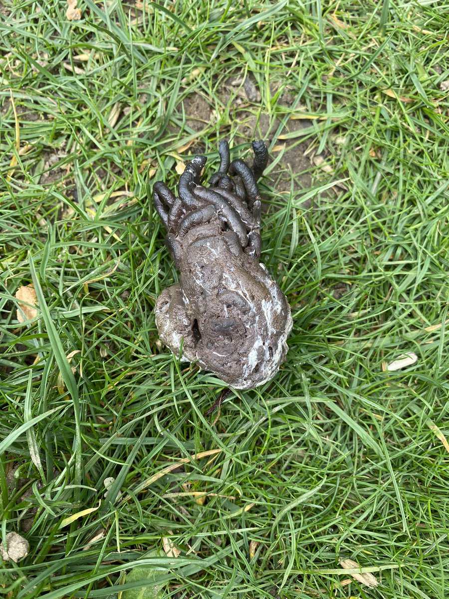 Minkykiwi's tweet image. Calling #birdwatching experts. I have traumatically found an outrageously shaped and sized bird poo under my bird feeder. About 10cm long and more human than bird in diameter. Now freaking out an ostrich is hiding in my shrubbery. What TAF is it? #birdpoo #bird #poo #notabluetit