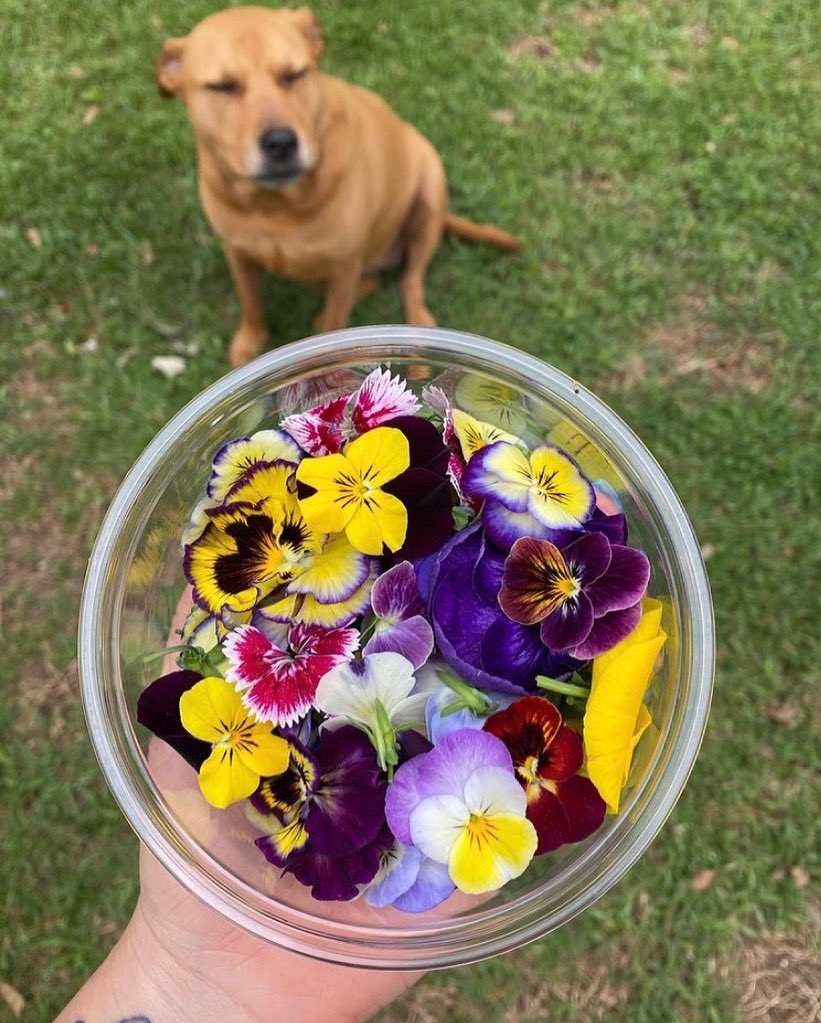 We have more edible flowers available in our online store and we’re as happy as this sweet pup! 🌺🐕🌸🐕🌺

Click the link below to order pick up (Red Stick Farmers Market or Natchez Farmers Market) or delivery! (area restrictions apply): westdomenursery.com/shop-1/p/edibl…

📸: Hannah Cox