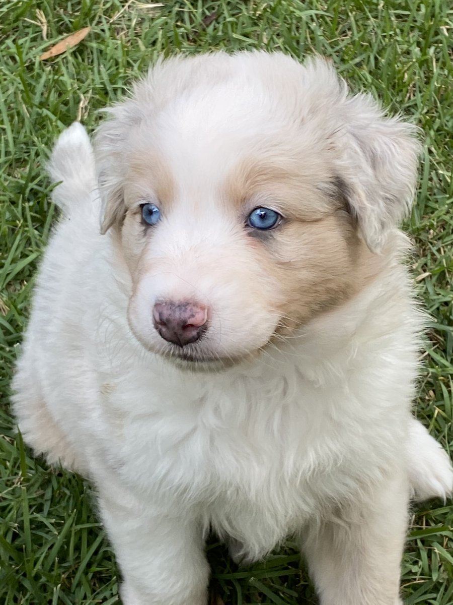 AnnieDRector's tweet photo. Five weeks old!! #aussiepups https://t.co/ejuDhoSg7q