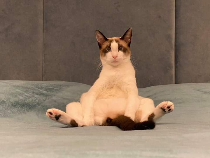 tododialanzoka's tweet photo. esses é o remy sentadinho!

repasse o remy sentadinho para que sua semana seja ótima e cheia de maravilhas! https://t.co/Vd8MN2rXXu