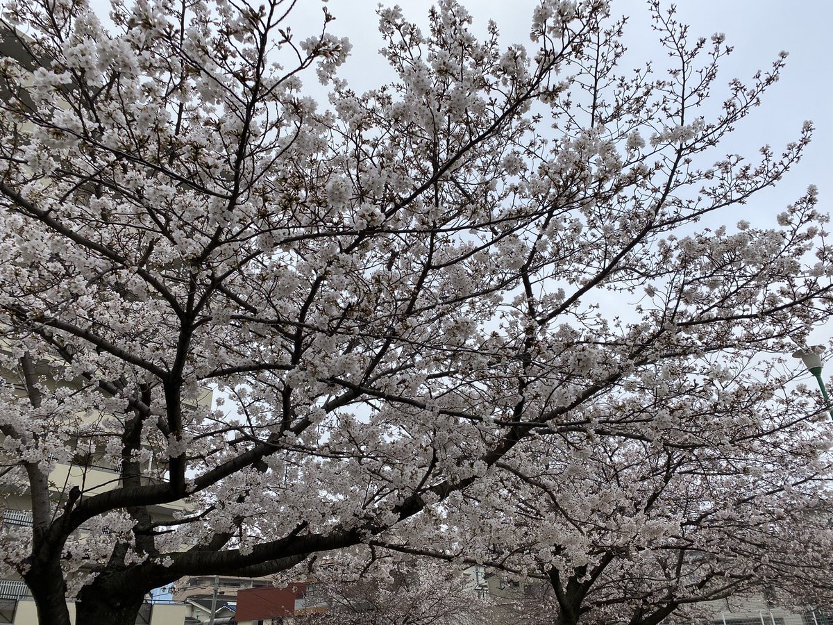 山ボーイ Ma1434pop Twitter