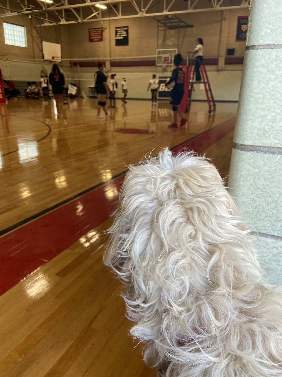 Even the pup is excited to cheer on @tbaupdates as they face Madison Park! Go Bears!