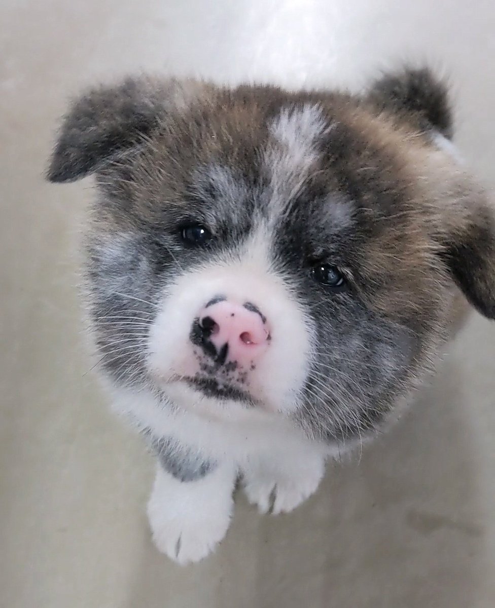 ついふぁん あきほ 秋田犬保存会 秋田犬会館さんの人気ツイート