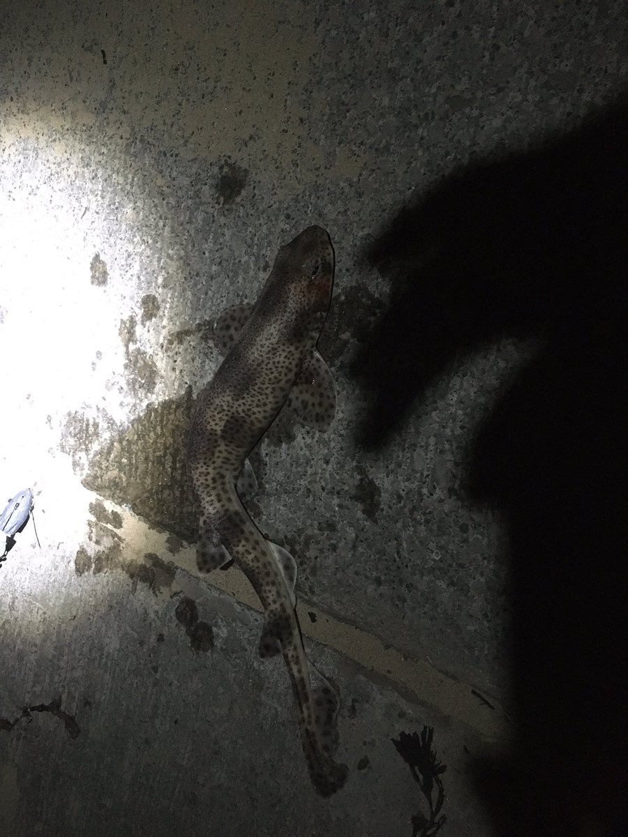 Duckers1964's tweet photo. Another night fishing session in Blackpool 1 Whiting and a Dog fish 🎣 thanks to Matt and Chris for making this happen #BeAdaptable https://t.co/976TIgixNN