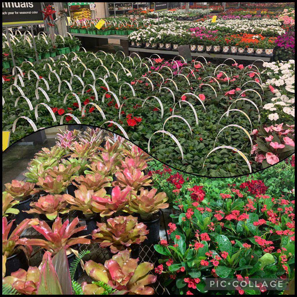 bennyattmma's tweet photo. Your biscayne Home Depot is ready to jump start your garden projects, so come on down and get started. #lookatthosecolors #Biscaynestrong @District266 @6322HomeDepot @Curtisj_6322 @balleryg @Creo_6322 @LiliancyG_ @casandra_125 @bjryan3 🔥🔥🔥 https://t.co/se9bflIxeJ