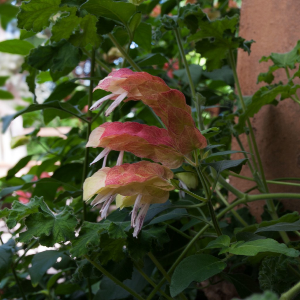 "Mexican shrimp plant" is certainly one of the more unusual plant names I've seen whilst updating the <a href="/hedira_io/">Hedira_io</a> database this evening!
