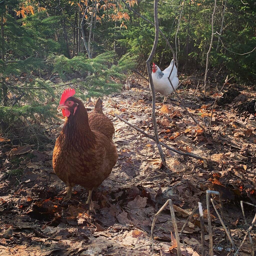 The girls are galavanting
.
.
.
#backyardchickens #freerange #bugfed #chickens #hensofinstagram #apparentlythatexists #whoarethesepeoplethatreadhashtags