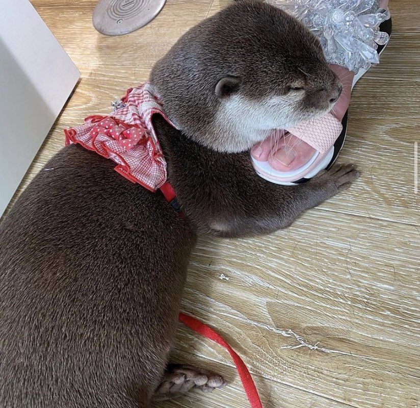 nathchens's tweet photo. nathan chen as otters for comfort https://t.co/Onz6v0GhRV