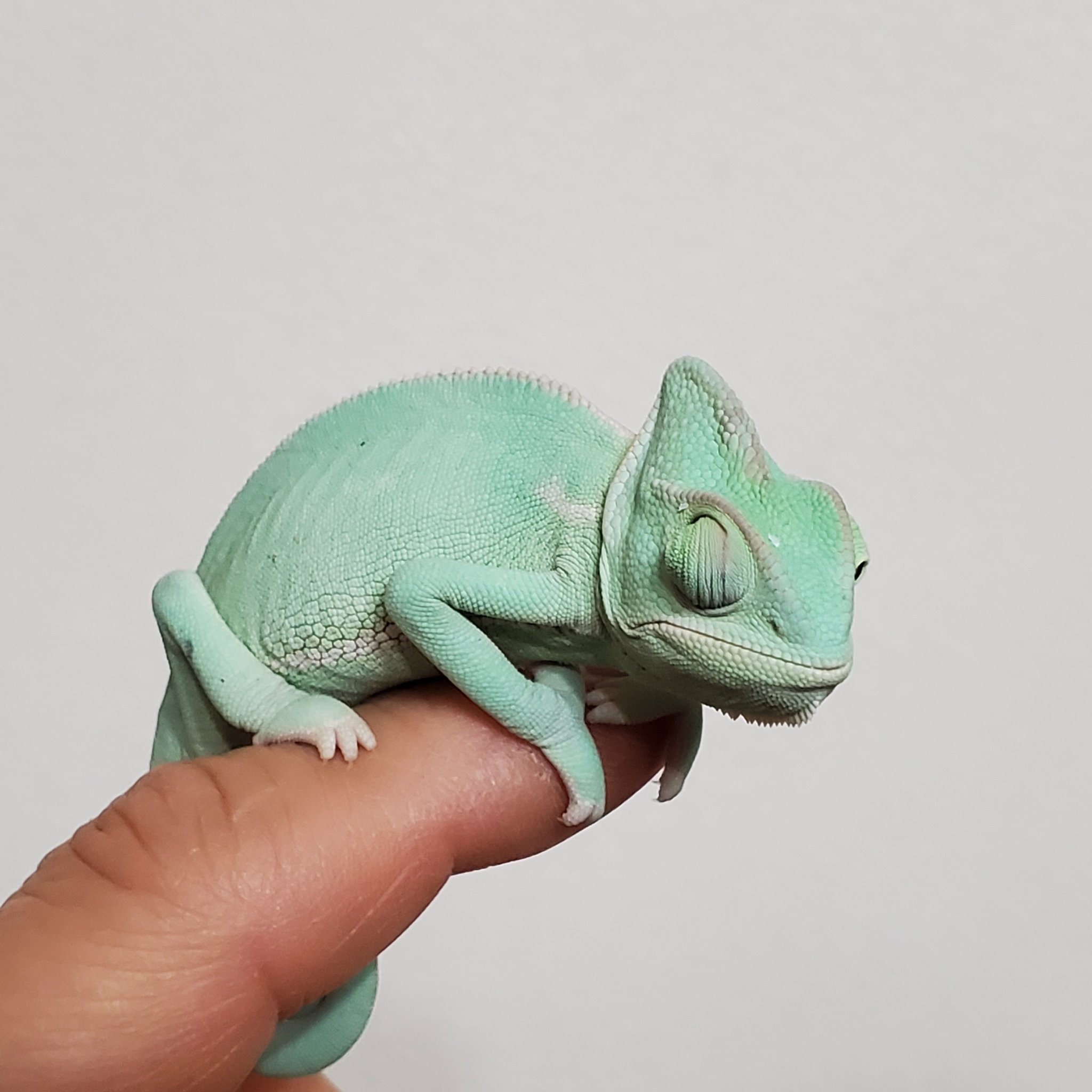 エボシカメレオンベビー Twitter Search Twitter