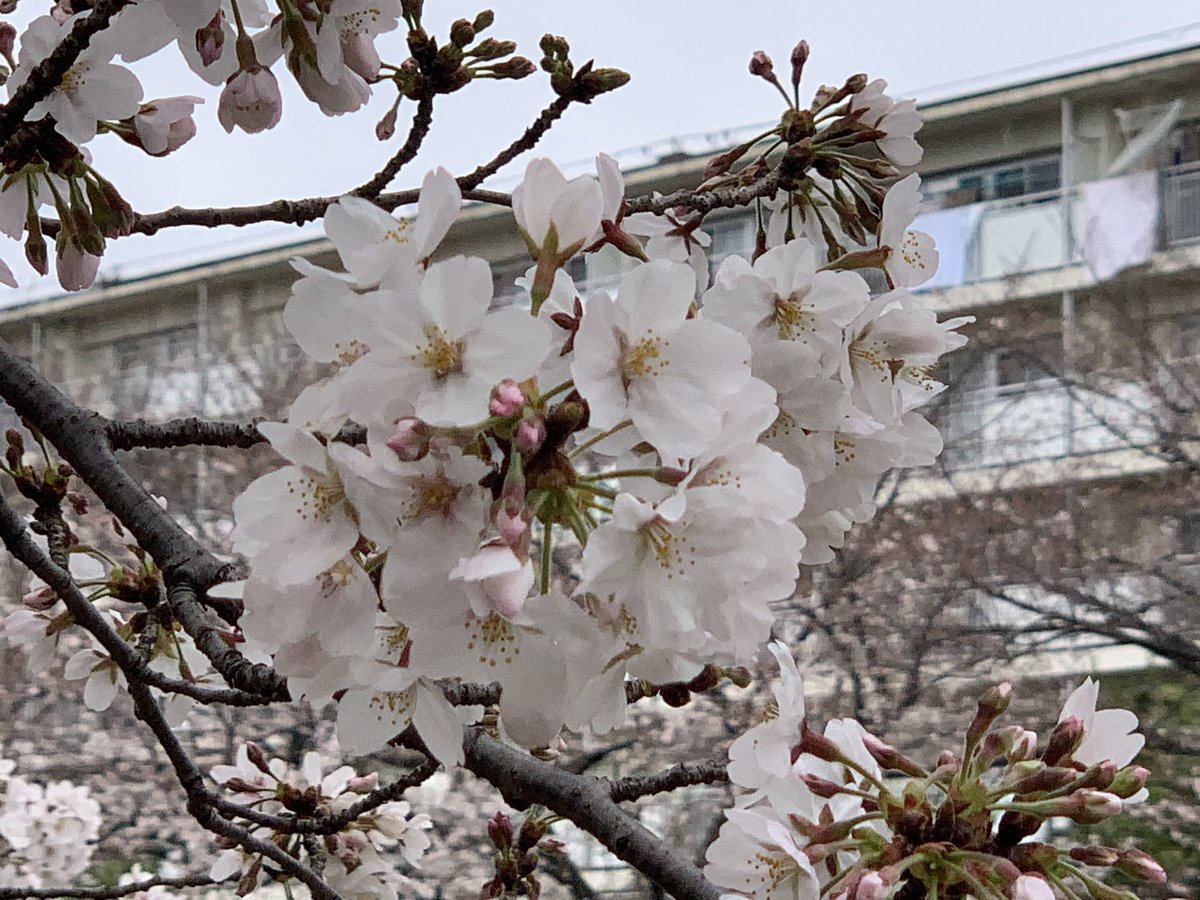 夕凪の街桜の国 のtwitter検索結果 Yahoo リアルタイム検索