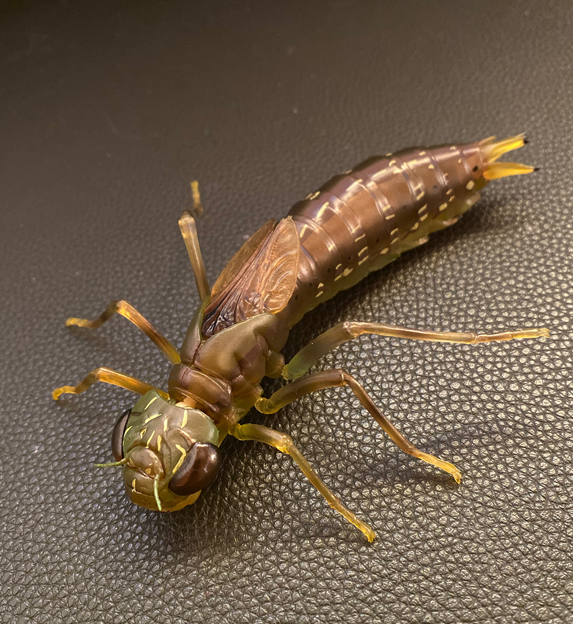 Seiichi Okuyama 海洋堂さんから4月24日発売予定のりボジオ タガメ のサンプルを送っていただきました スズメバチに続いて素晴らしい の一言ですが やはり今回はオマケ 餌 のギンヤンマのヤゴが最高 笑 獲物を捕らえる伸びる下唇も完全再現