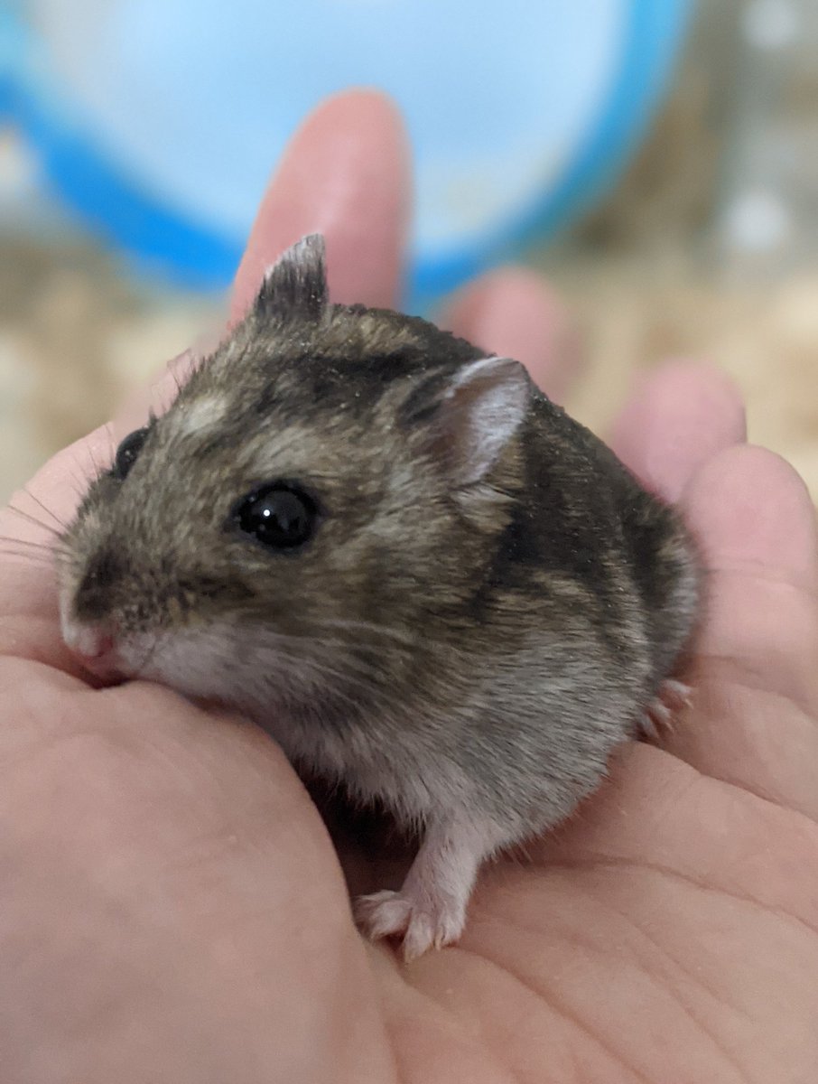 手乗りハムスター