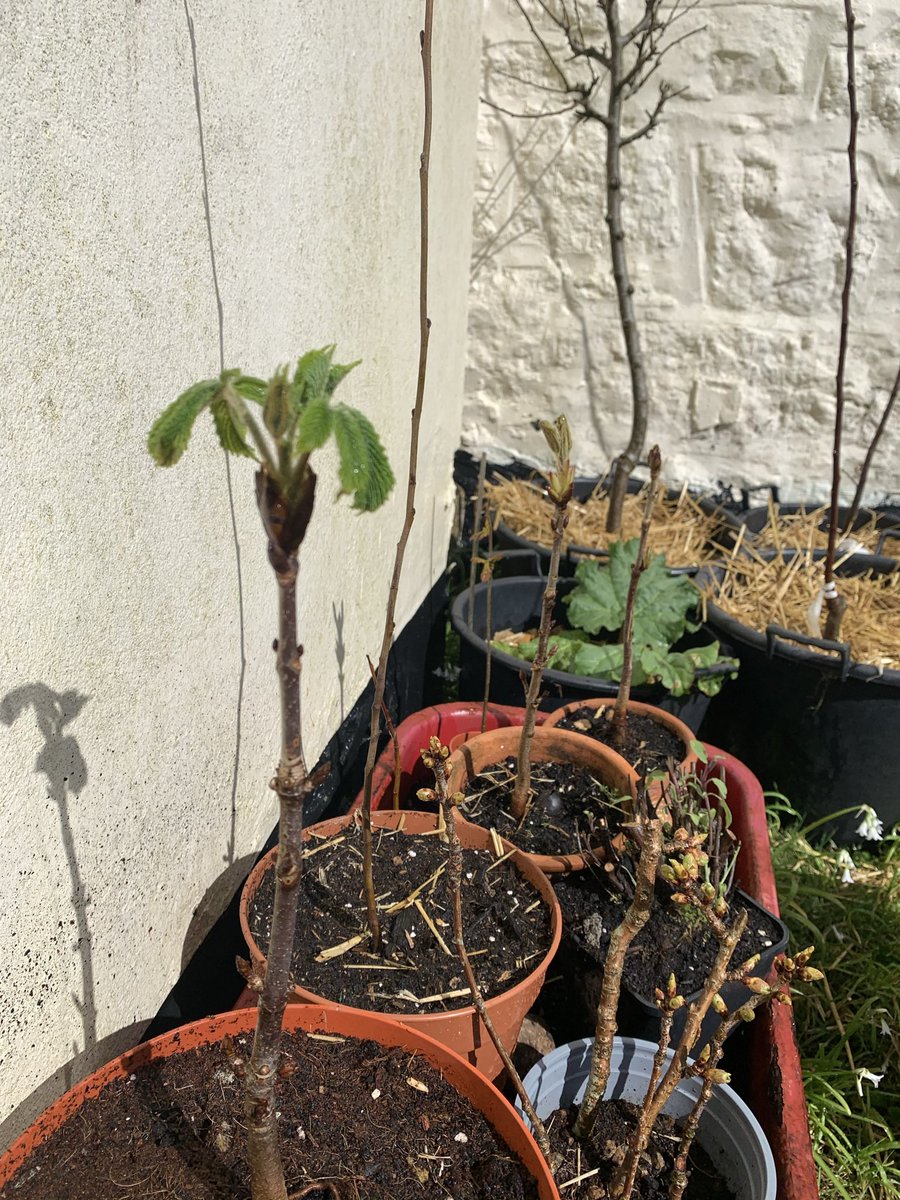 Lisa_Walton's tweet image. Eagerly watching and waiting for our tees to grow #nationaltreeweek2021