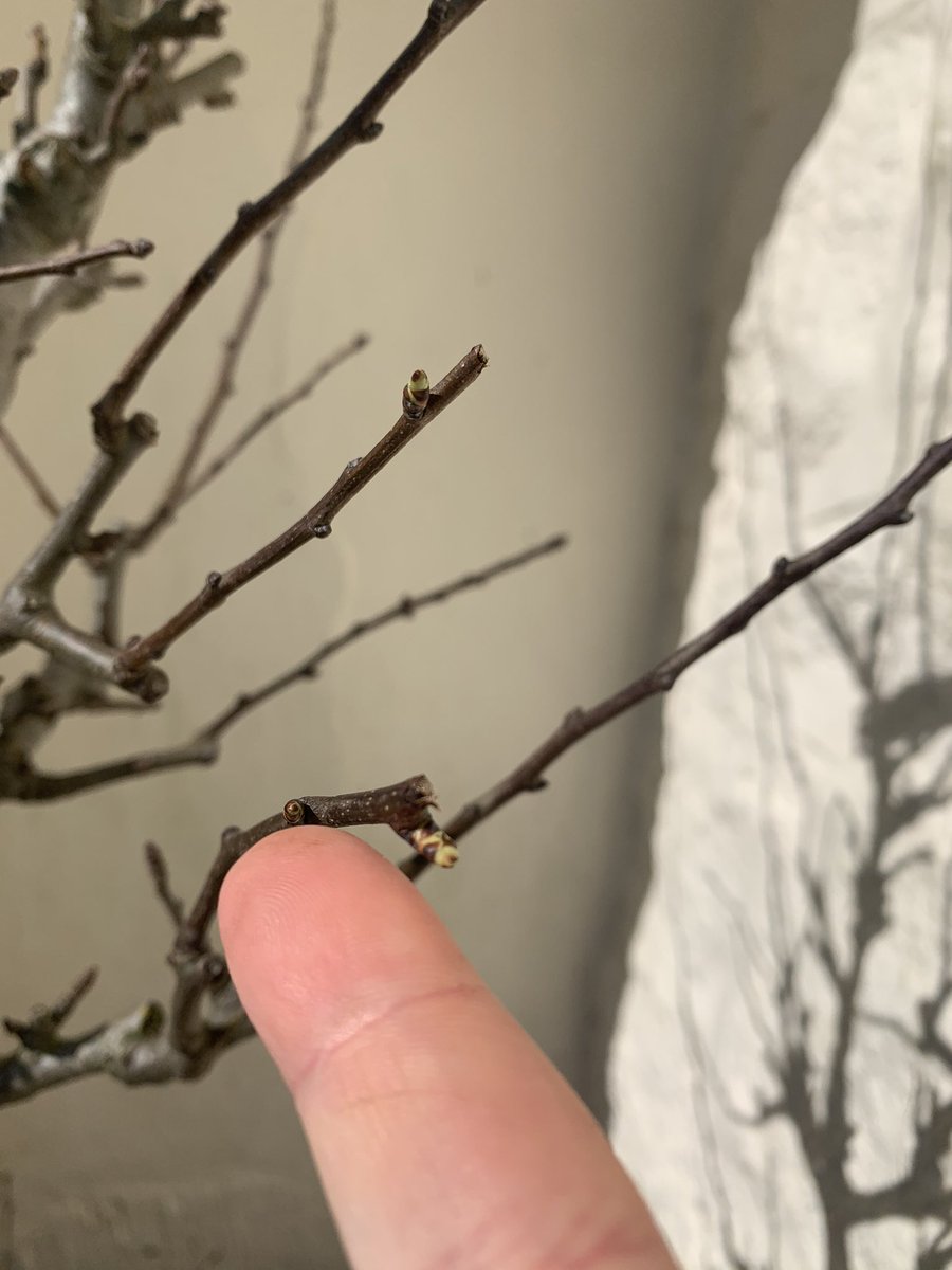 Lisa_Walton's tweet image. Eagerly watching and waiting for our tees to grow #nationaltreeweek2021