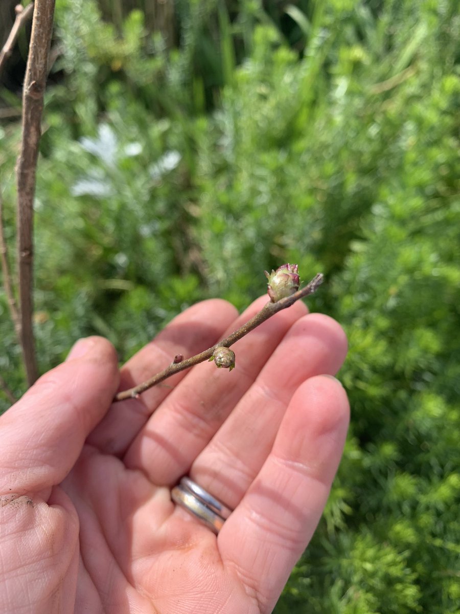 Lisa_Walton's tweet image. Eagerly watching and waiting for our tees to grow #nationaltreeweek2021