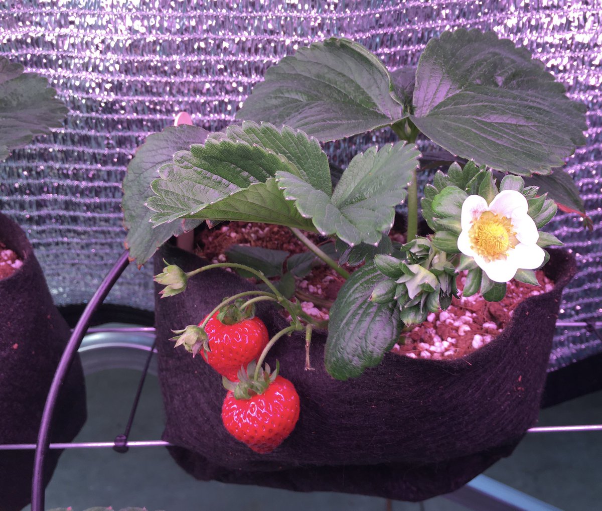LedSilverleaf's tweet image. Check out these flawless strawberries grown by @BiodyneMidwest as part of a test with their IBEX Growing Systems (under SliverLeaf’s lights). Best flavor I have ever tasted!