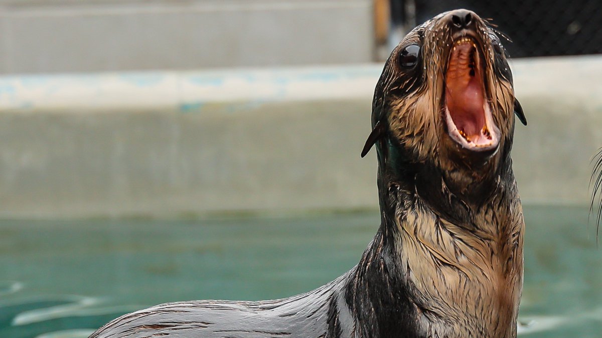 Me when I see someone harassing a seal pup on the beach: 😱

Remember to #LeaveSealsBe and enjoy viewing wildlife without causing stress or harm. If you see a #MarineMammal in distress along the #CaliforniaCoast, call our 24-hour rescue hotline at (415) 289-SEAL (7325).