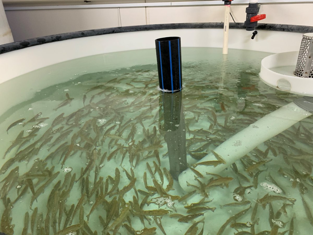 NuSeaLab's tweet photo. 'One fish, two fish....Say! What a lot of fish there are.'

🐟🐟🐟🐟

 #havefuninfishnutrition #aquaculture https://t.co/gbX1dQwaKf
