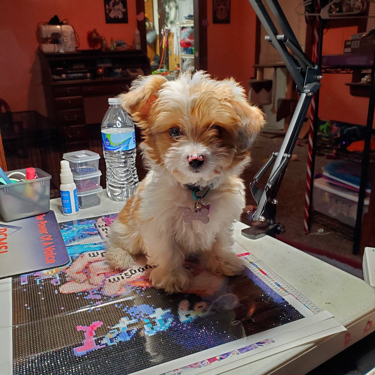 ReitzTara's tweet photo. Posing for pics 
#puppylove https://t.co/Hc8rQTfiWp