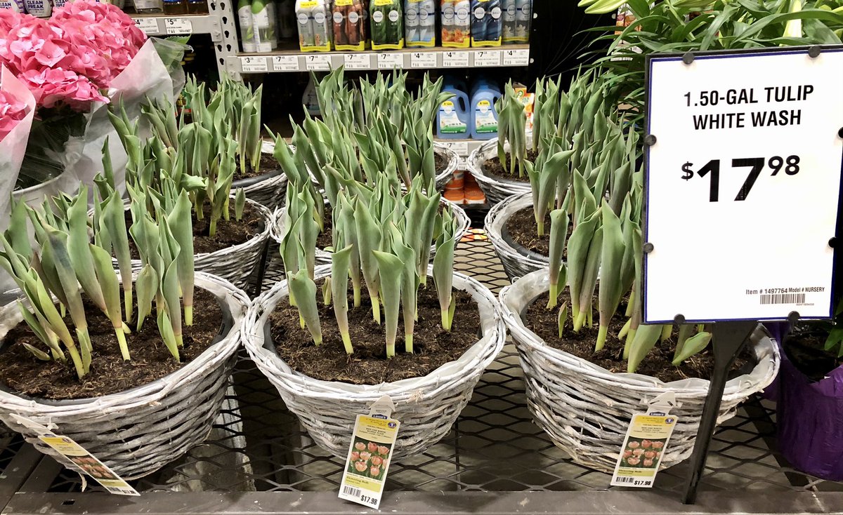 Spring is here and Easter is near, so hop on in because #Easterflowers have arrived <a href="/Lowes/">Lowe's</a>! <a href="/LBishPlants/">Lora Bishop</a> <a href="/BattlefieldFarm/">Battlefield Farms</a> <a href="/TipToeTyler/">Tyler Combs</a> <a href="/AlanWal73481862/">Alan Waller</a> <a href="/TJS_Battlefield/">Todd S. - Battlefieldfarms</a> <a href="/JG_Battlefield/">Jill Guth</a>  <a href="/AF_Battlefield/">AlanF-Battlefieldfarms</a>