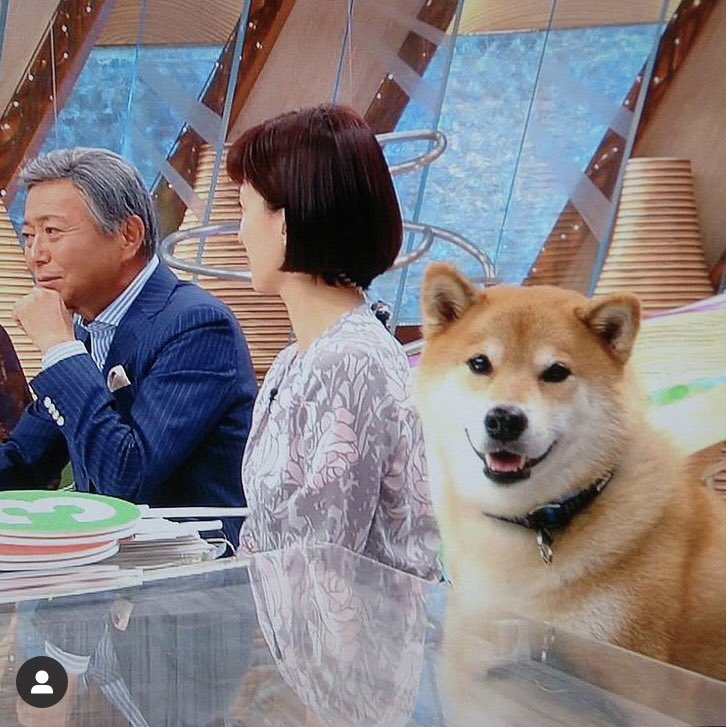 いぬ Shiba Inu Sippo Twitter