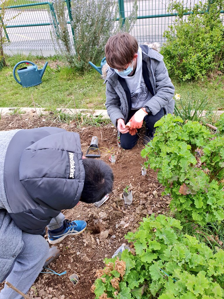 SVTBeaumanoir's tweet photo. Au club #nature aujourd'hui on plante 😉🤗. Menthe, fraisiers, petits pois, fleurs.... on les arrête plus 👍 https://t.co/Bo4gifSa5h