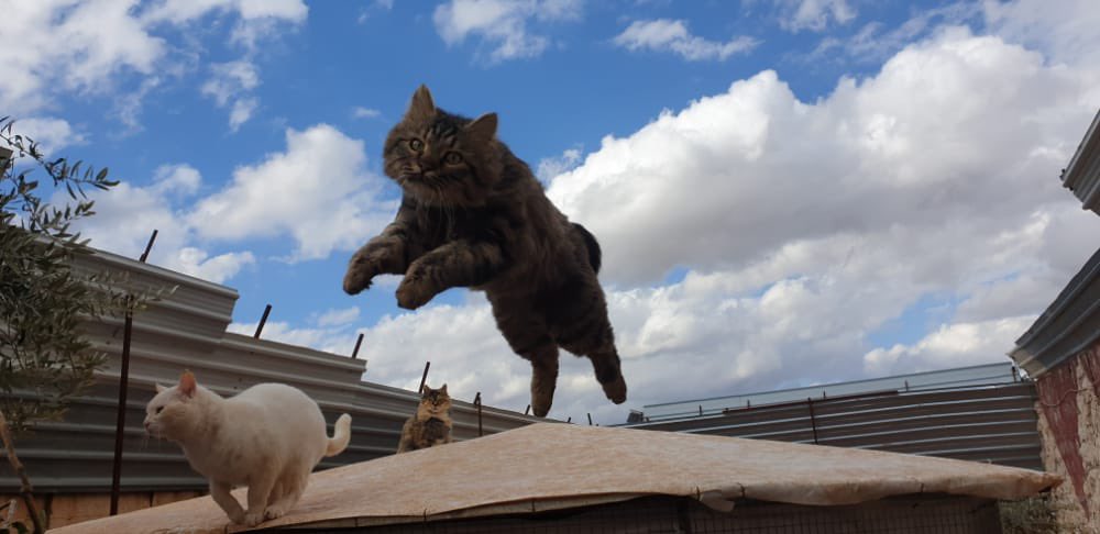 SyrianSanctuary's tweet photo. Pics of the day in Ernesto’s paradise today 😻 https://t.co/ymYhNZiCVg