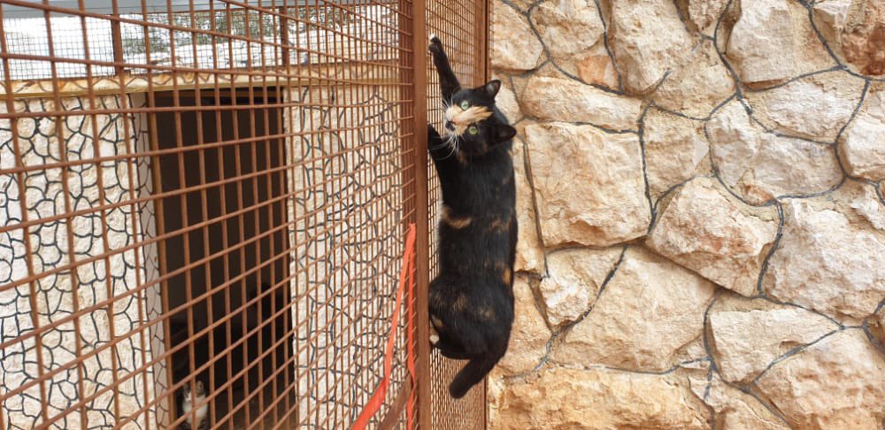 SyrianSanctuary's tweet photo. Pics of the day in Ernesto’s paradise today 😻 https://t.co/ymYhNZiCVg