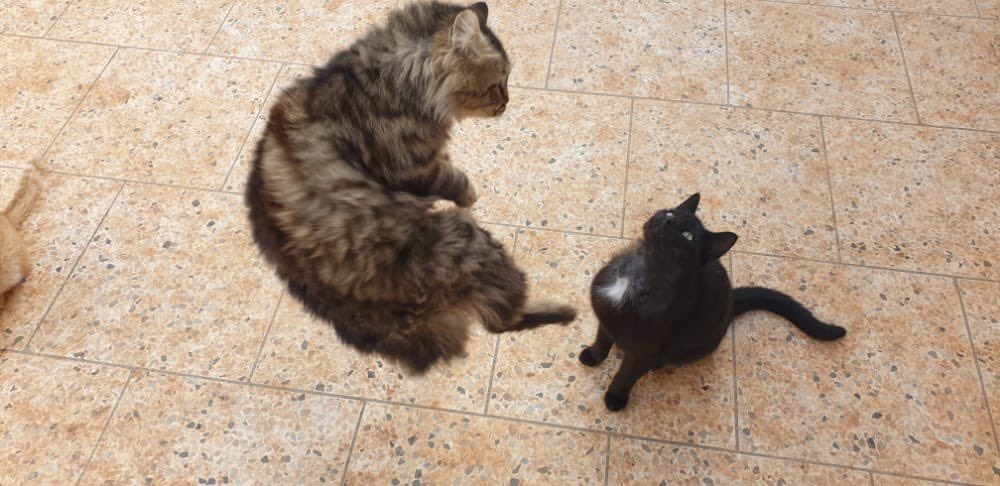 SyrianSanctuary's tweet photo. Pics of the day in Ernesto’s paradise today 😻 https://t.co/ymYhNZiCVg