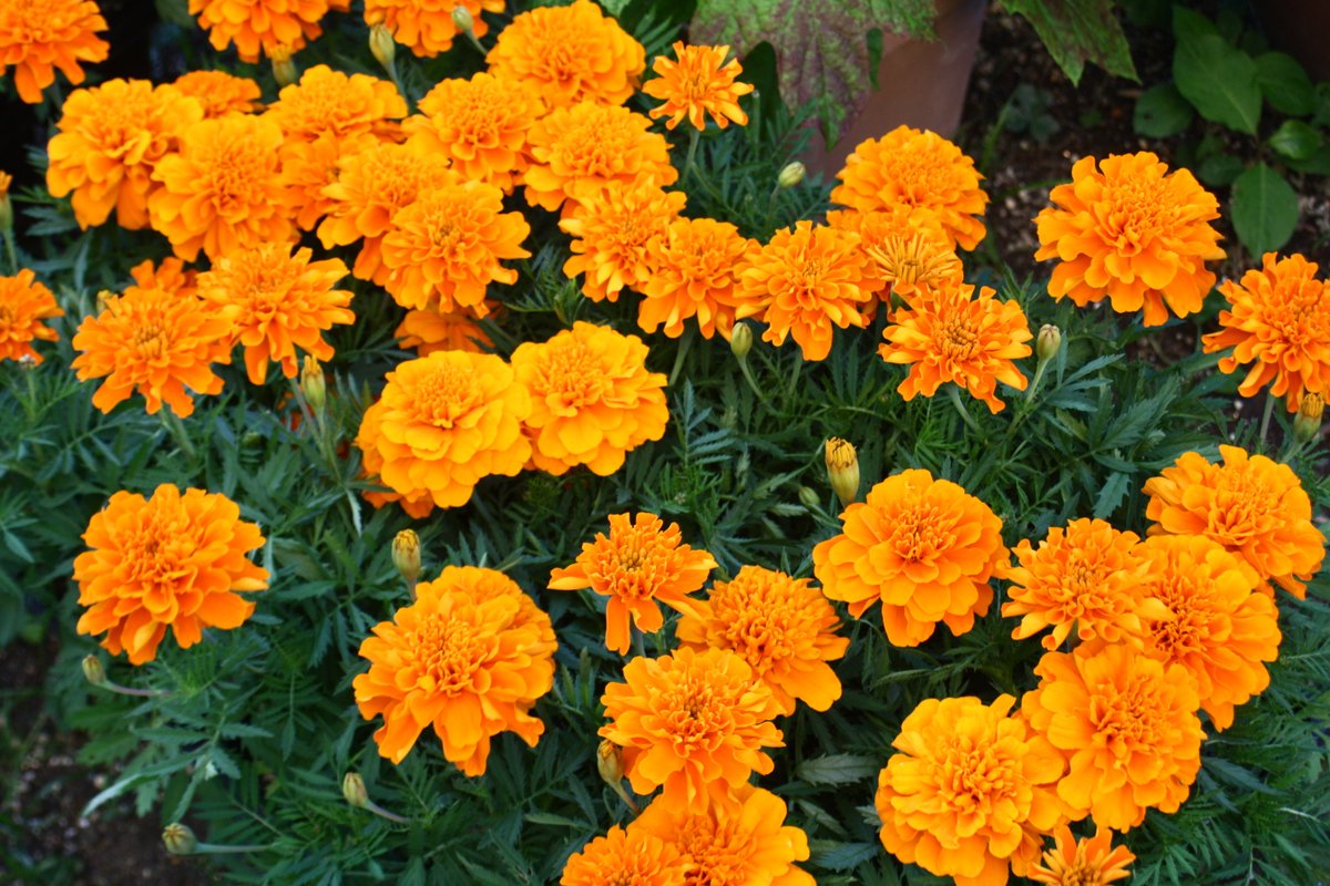 Evelyn 3月26日の花言葉 キンセンカ 静かな思い 祈り 愛 自然と共存社会への祈り 永遠 賛美 環境 花言葉 キンセンカ 神さまのラブコール