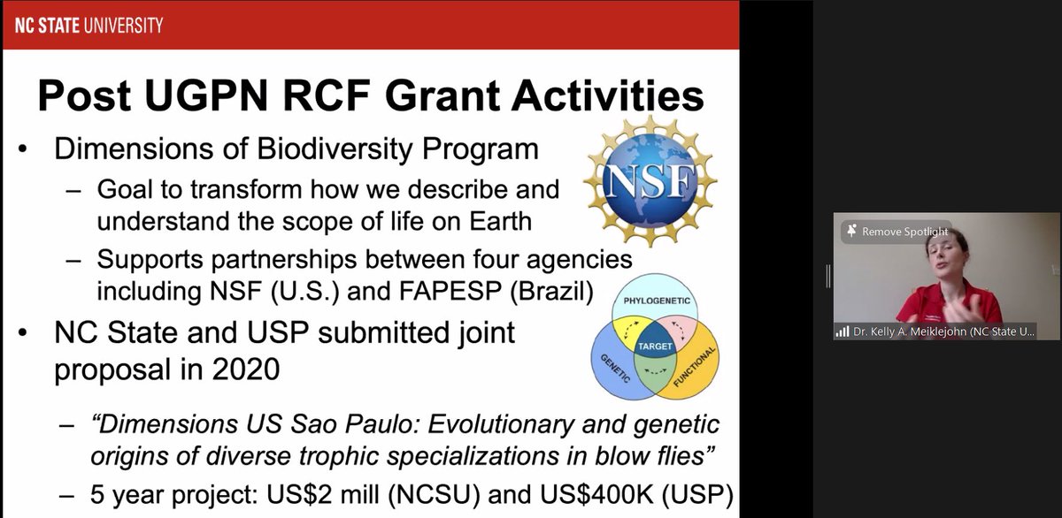 <a href="/DrKAMeiklejohn/">Kelly Meiklejohn</a> giving a great presentation at #ugpn2021 on the trilateral #ugpn project on building a global database on blowflies. Great story on how the group won a 🇧🇷 🇺🇸 grant on the back of the formative #ugpn project. Congratulations team! 👏 <a href="/usponline/">USP - Universidade de São Paulo</a> @NCStateGlobal <a href="/UOW/">UOW</a>