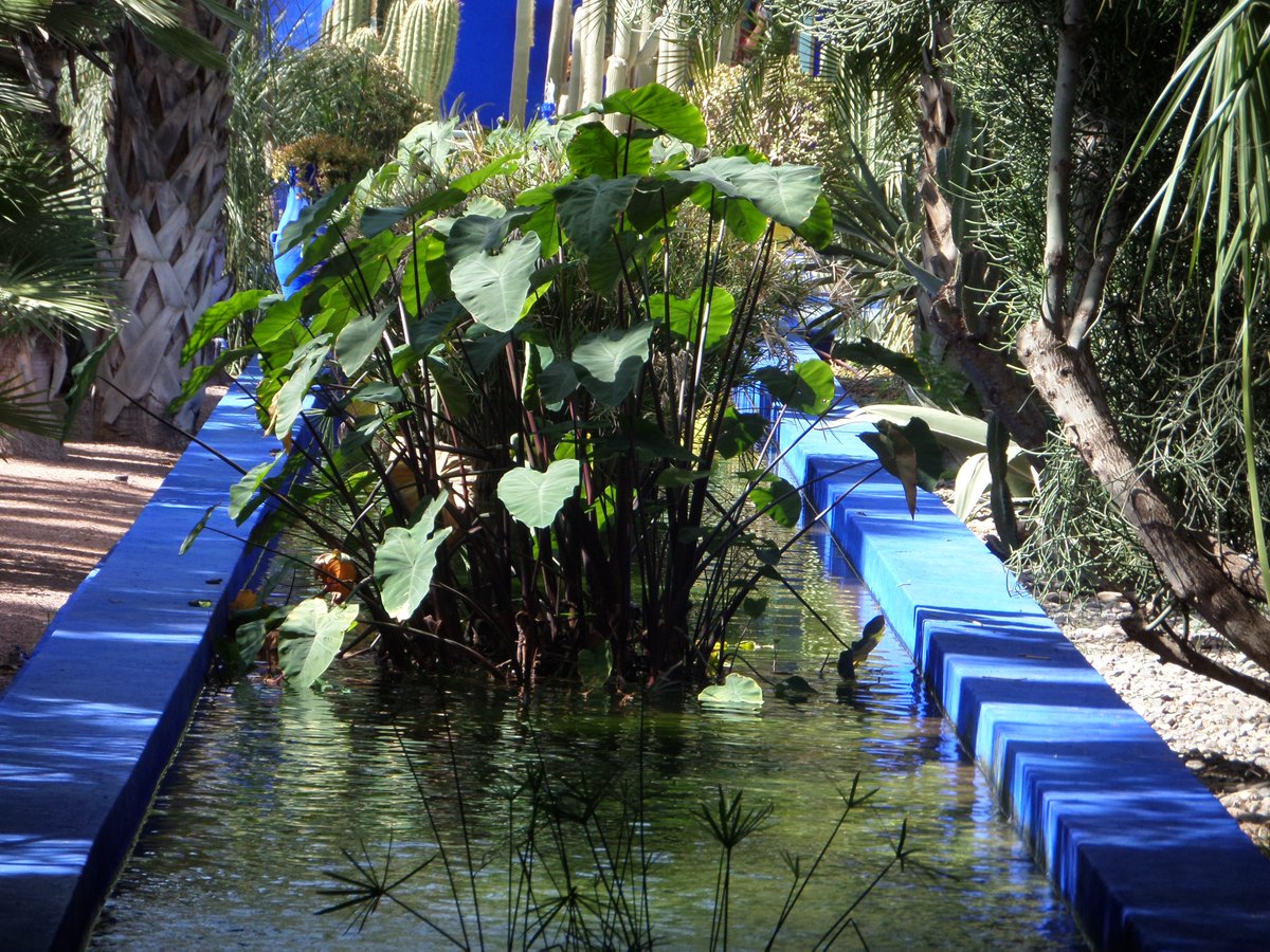 palmilhando's tweet photo. Tem dois hectares e é um jardim botânico no meio de Marraquexe. 
Foi comprado pelo estilista Yves Saint-Laurent.
Um ótimo refugio do calor em Marraquexe. 
#marrakech #marrocos #jardinmajorelle #jardinmajorellemarrakech #majorellegarden #majorelleblue #palmilhandoporai #abvp https://t.co/2ecJ7hTW7Y