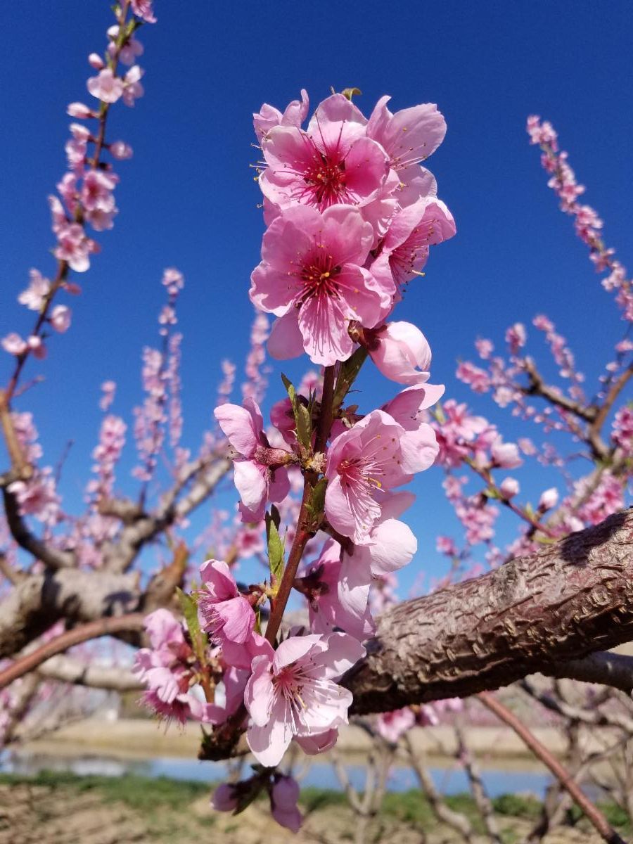 BookCliff Vineyards tweet media