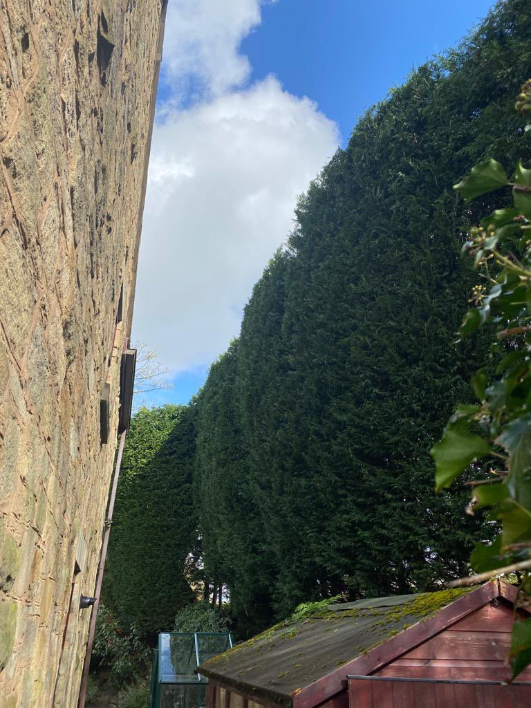 ArielTreeCare's tweet photo. It’s been a large conifer hedge type of day today. 
#arieltreecare #boltontreesurgeon #localtreesurgeon #hedgetrimming #treepruning #grasscutting #logsales #stumpremoval  #qualifiedtreesurgeon #treeservices #treecare #treepreservationorder #conservationarea https://t.co/kIJJLABQzX