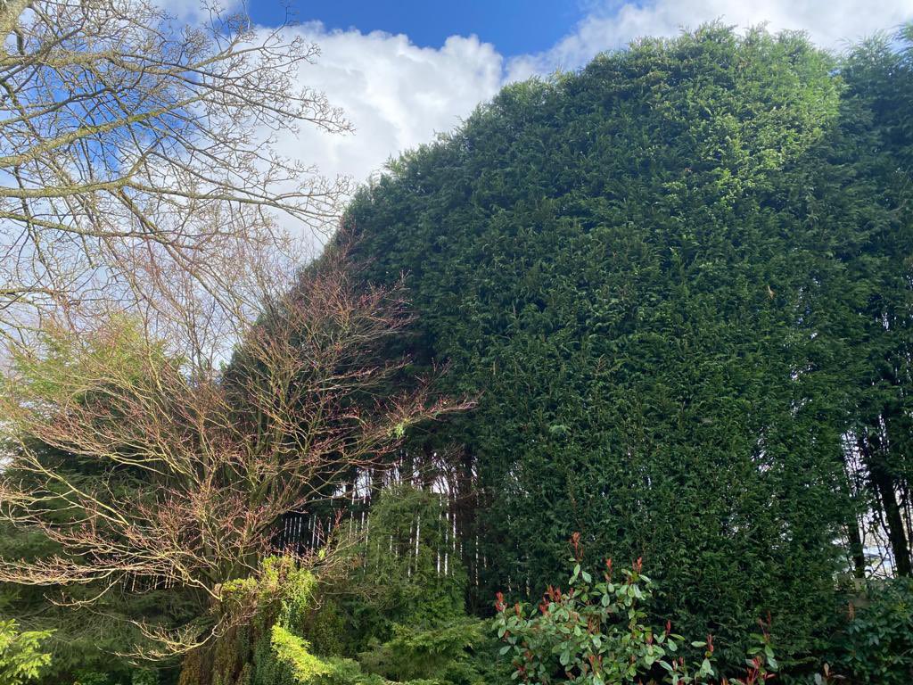 ArielTreeCare's tweet photo. It’s been a large conifer hedge type of day today. 
#arieltreecare #boltontreesurgeon #localtreesurgeon #hedgetrimming #treepruning #grasscutting #logsales #stumpremoval  #qualifiedtreesurgeon #treeservices #treecare #treepreservationorder #conservationarea https://t.co/kIJJLABQzX