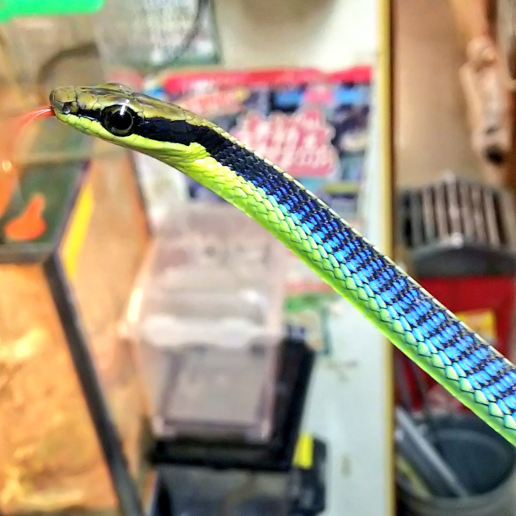 爬虫類 両生類専門店レプティリカス Pa Twitter 後れ馳せながらマレーシア便が入荷しています ココラヘンのラインナップは当店らしい品揃えです 笑 アオハラブロンズヘビ ハースブロンズヘビ スジオブロンズヘビ 自然の作った芸術品とも云うべき非常に美しい 爬虫類 両生類専門店レプティリカス Pa Twitter 後れ馳せながらマレーシア便が入荷しています ココラヘンのラインナップは当店らしい品揃えです 笑 アオハラブロンズヘビ ハースブロンズヘビ スジオブロンズヘビ 自然の作った芸術品とも云うべき非常に美しい