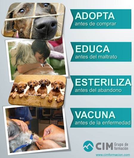 LoboScorpio's tweet photo. [Campaña de #Adopción 🐶🐱] De CanMartín en La Feria de Barranco. Adopta, apadrina, dona, difunde 🙏 @VanessaSaba75 @ClaudiaCisneros @LuciaOxenford @Mabel_Huertas @AnahiDeC @Vanessa_Lopez09 @FatimaTV @TatianaAstengoB @MelissaPeschier @Paola310 @LourdesBrninzo1 #AdoptaNoCompres 🤗 https://t.co/B592Bcd8BE