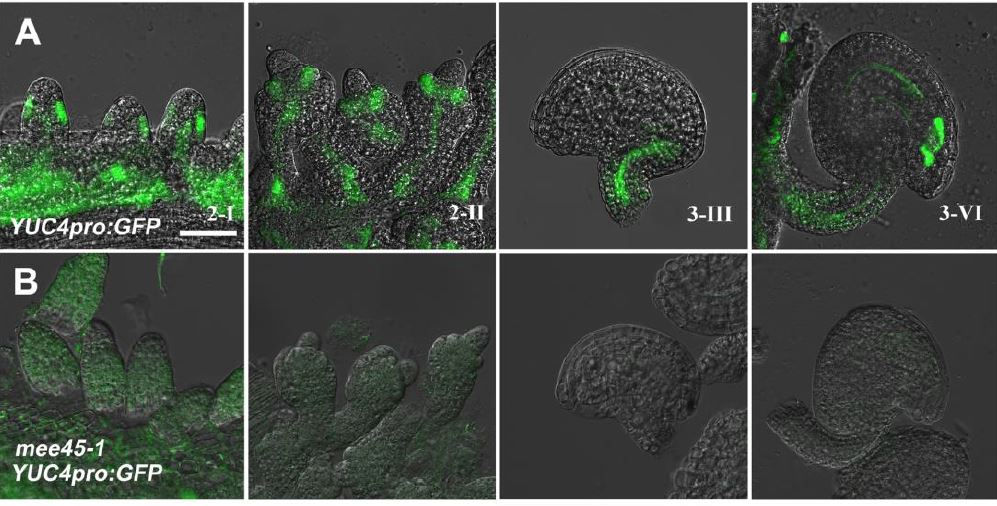 ThePlantCell's tweet photo. IN BRIEF: Need for seed: MATERNAL EFFECT EMBRYO ARREST45 regulates seed size in Arabidopsis (by P William Hughes @pwilliamhughes) #PlantSci #Auxin #SeedSize https://t.co/kRtcNrj2kG https://t.co/km6pb984jg
