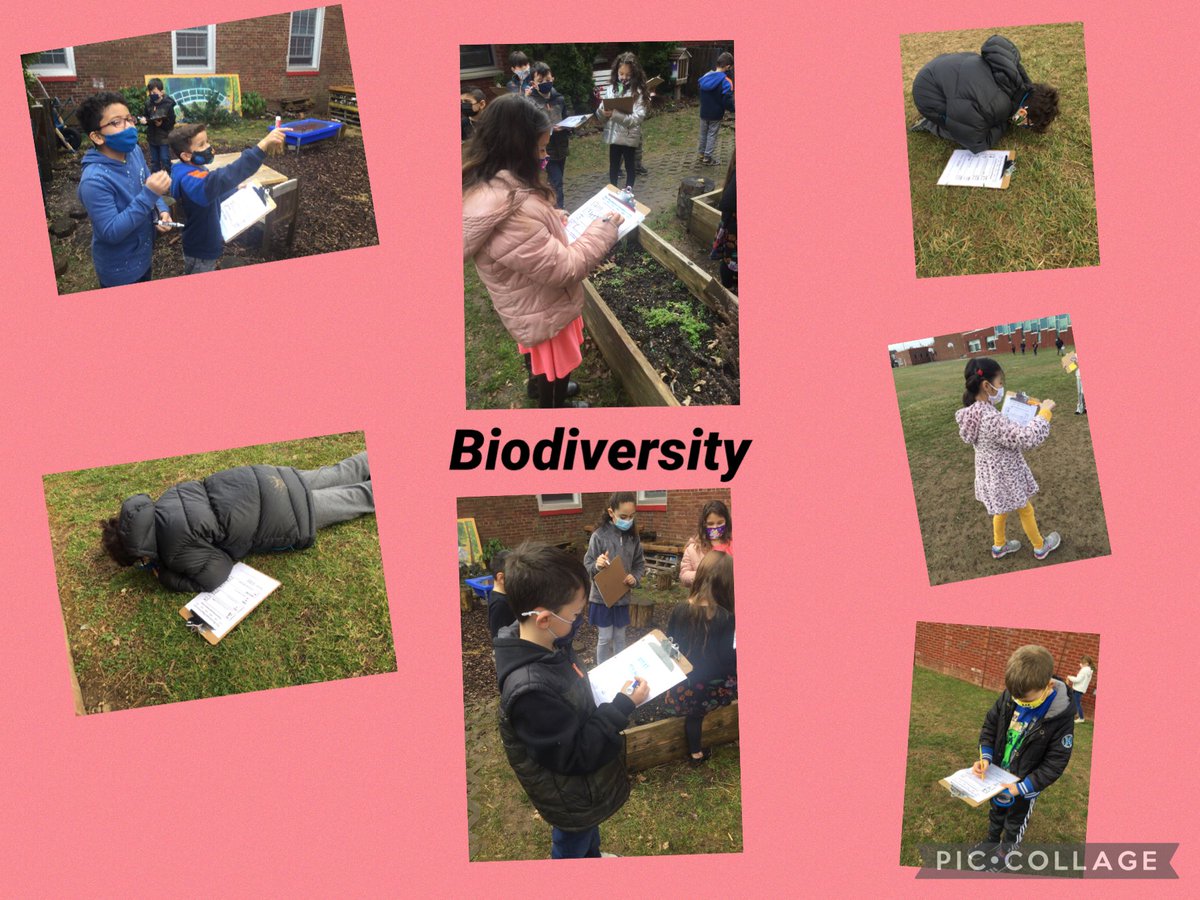 Second Grade Scientists took to the field today to collect data on the biodiversity found around the school and in our garden? How do the 2 compare? A discovery of where we live and how it has changed!
⁦@Hampton_Street⁩ #mineolaproud #classroomwithoutwalls
